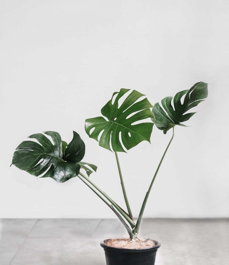 item-monstera-1
