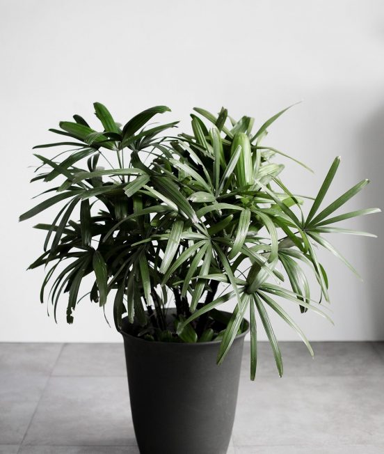 item-rhapiz